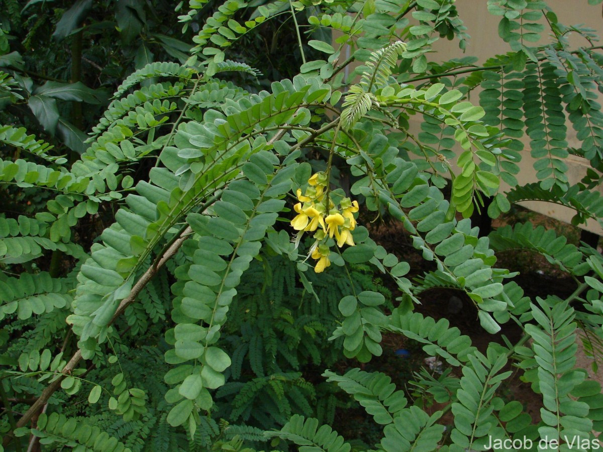 Calpurnia aurea (Aiton) Benth.